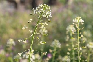 Kokoška pastuší tobolka - plevel, který se dříve využíval jako léčivka. Mohla by být masožravá? - Médium.cz